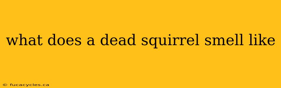 what does a dead squirrel smell like