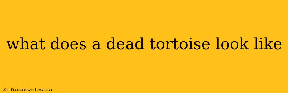 what does a dead tortoise look like