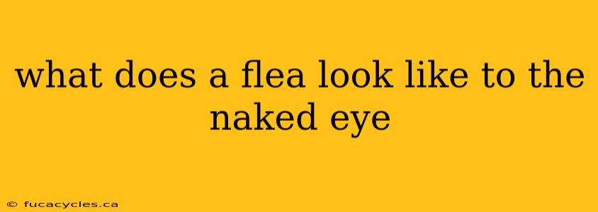 what does a flea look like to the naked eye