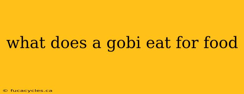 what does a gobi eat for food