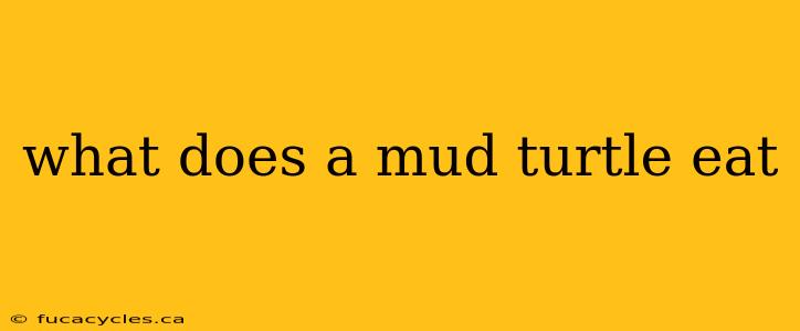 what does a mud turtle eat