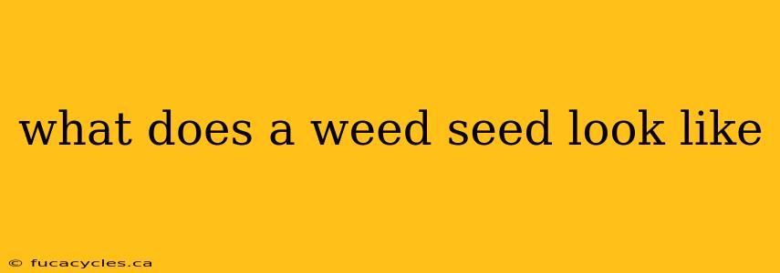 what does a weed seed look like