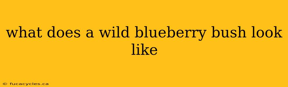 what does a wild blueberry bush look like