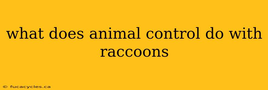 what does animal control do with raccoons