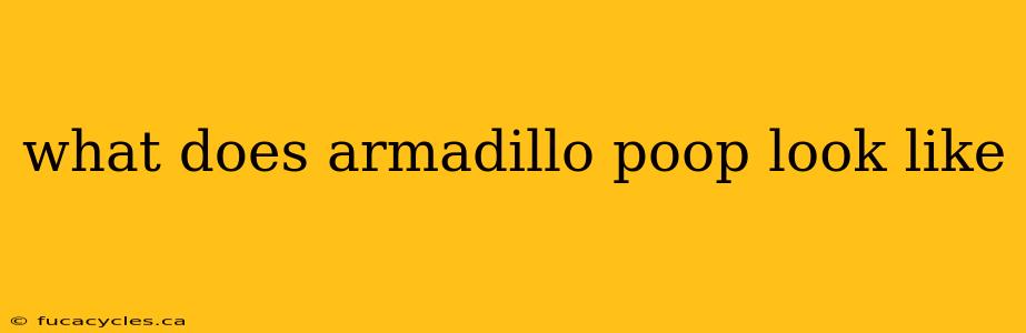 what does armadillo poop look like