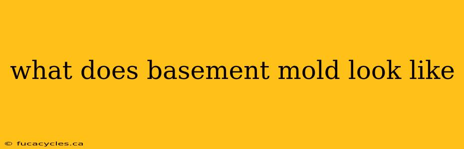 what does basement mold look like