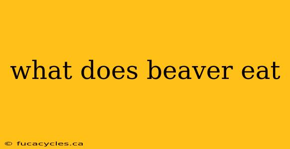 what does beaver eat