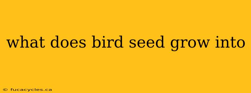 what does bird seed grow into