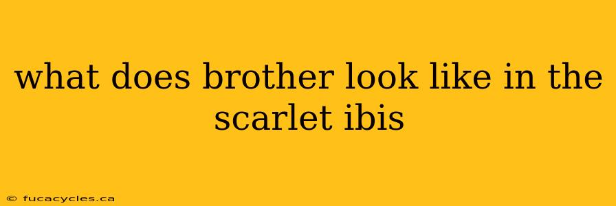 what does brother look like in the scarlet ibis