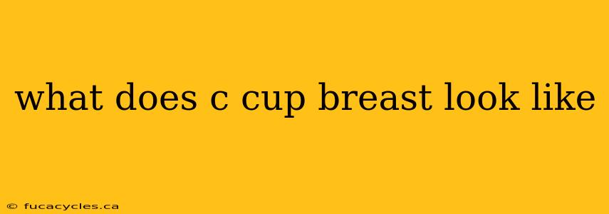 what does c cup breast look like