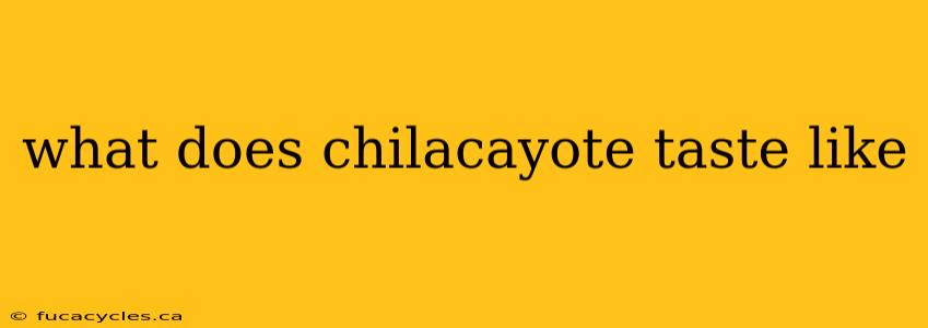 what does chilacayote taste like