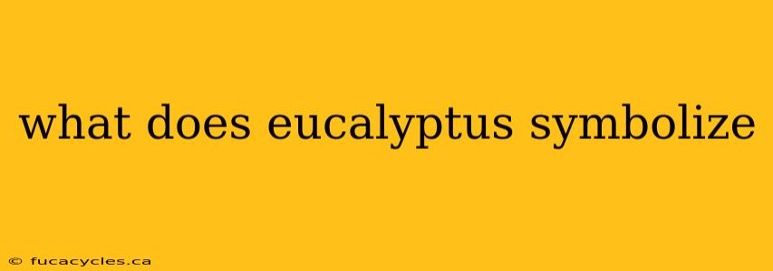 what does eucalyptus symbolize