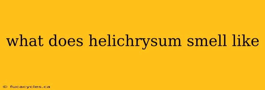 what does helichrysum smell like