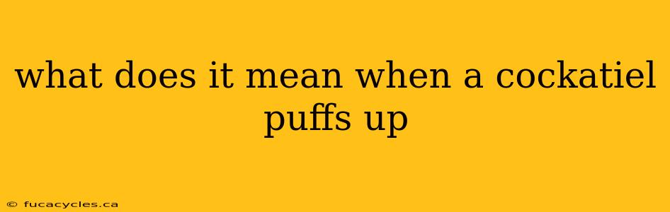 what does it mean when a cockatiel puffs up