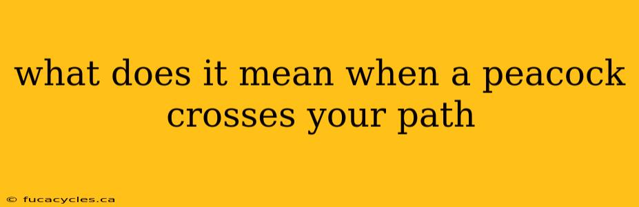 what does it mean when a peacock crosses your path