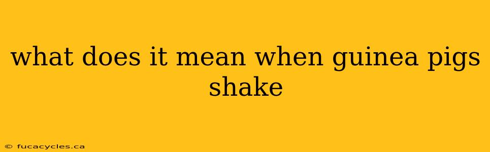 what does it mean when guinea pigs shake