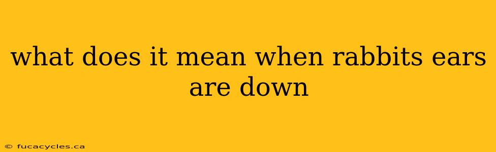 what does it mean when rabbits ears are down