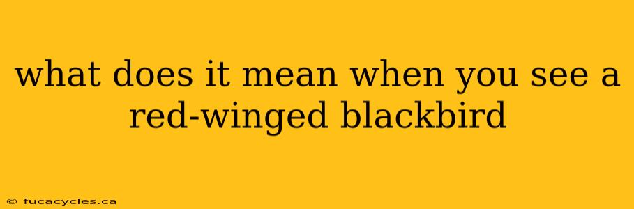 what does it mean when you see a red-winged blackbird