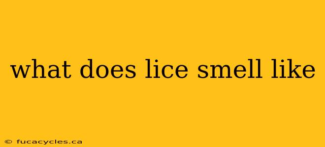 what does lice smell like