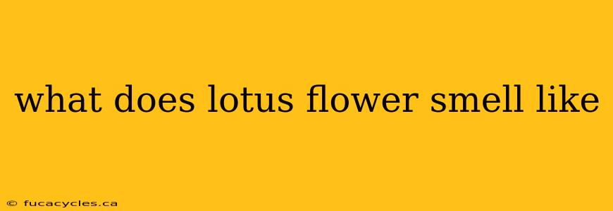 what does lotus flower smell like