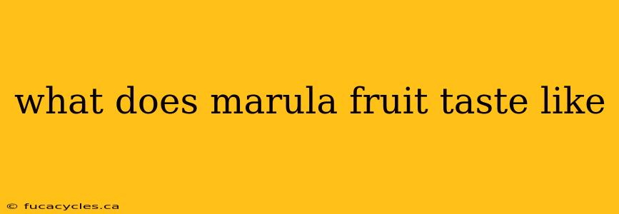 what does marula fruit taste like