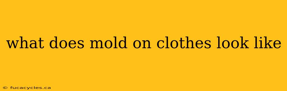 what does mold on clothes look like