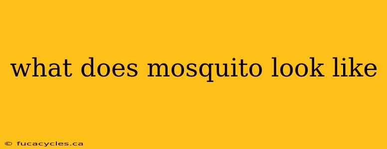 what does mosquito look like