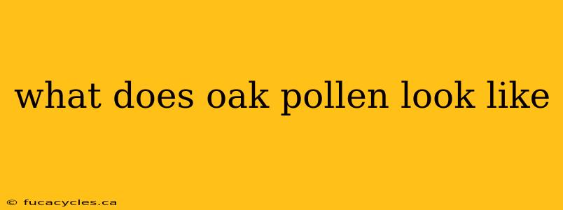 what does oak pollen look like