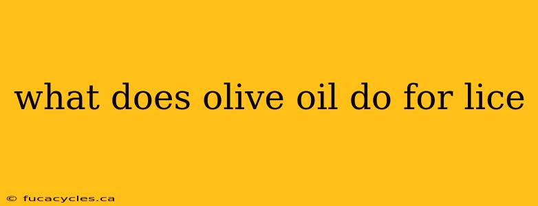 what does olive oil do for lice