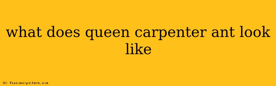 what does queen carpenter ant look like