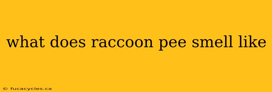 what does raccoon pee smell like