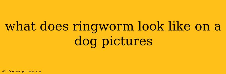 what does ringworm look like on a dog pictures