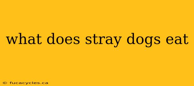 what does stray dogs eat