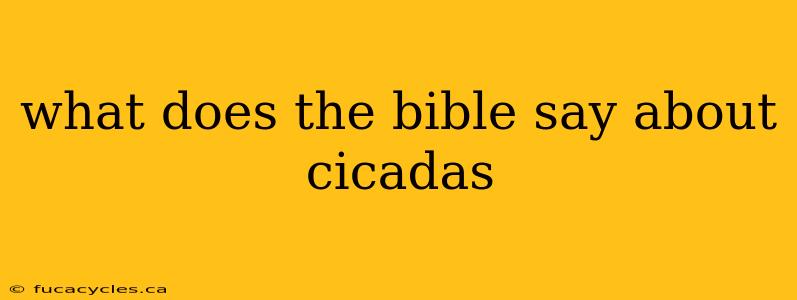 what does the bible say about cicadas