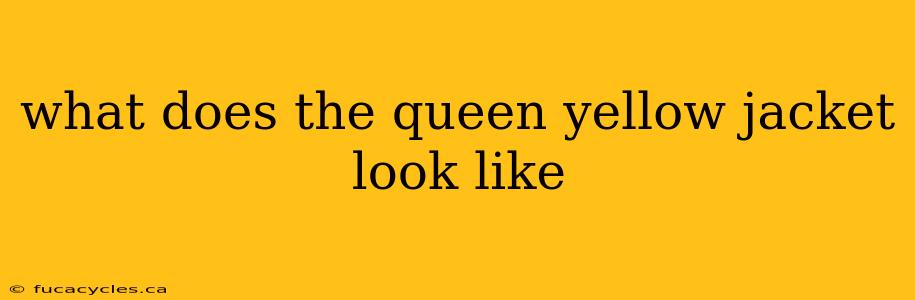 what does the queen yellow jacket look like