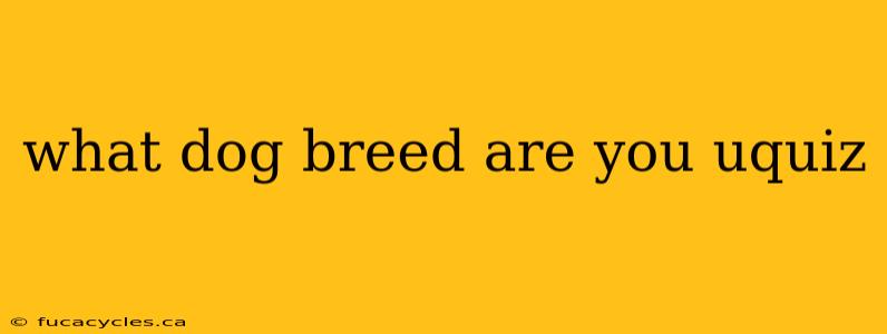 what dog breed are you uquiz