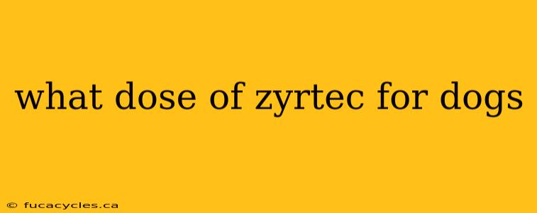 what dose of zyrtec for dogs