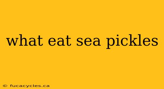 what eat sea pickles