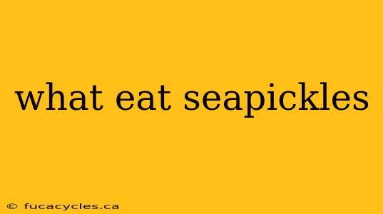 what eat seapickles