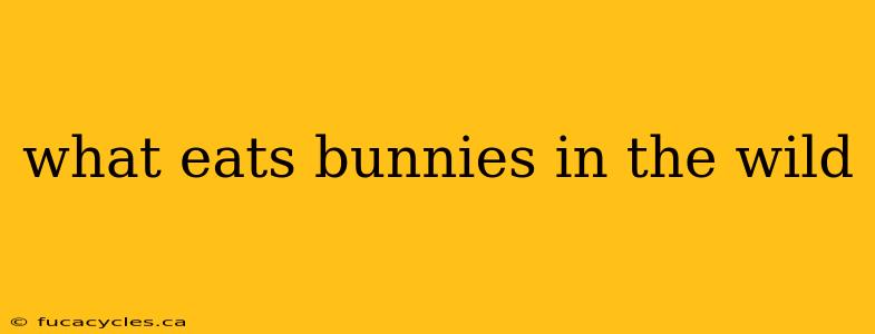 what eats bunnies in the wild