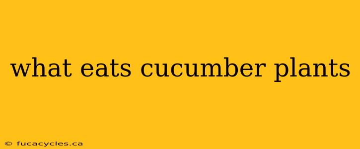 what eats cucumber plants