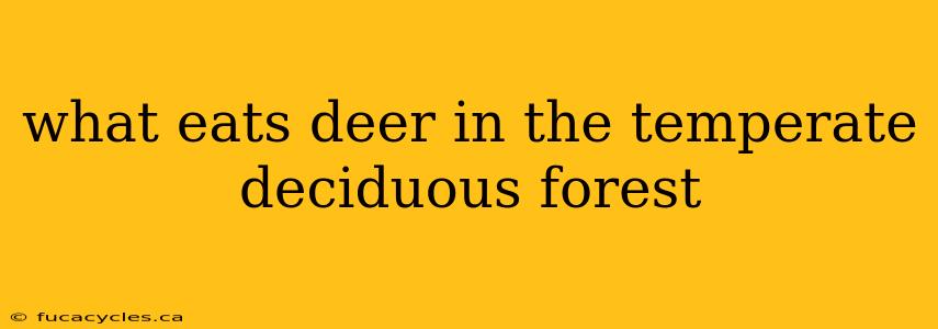 what eats deer in the temperate deciduous forest