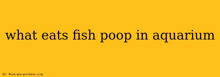 what eats fish poop in aquarium