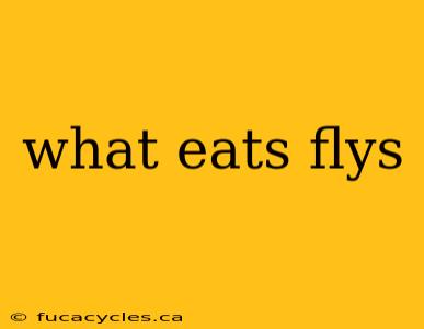 what eats flys