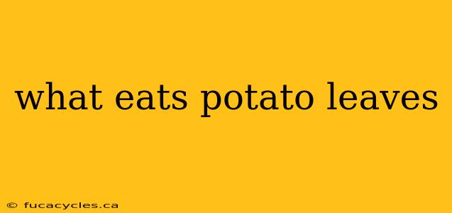 what eats potato leaves