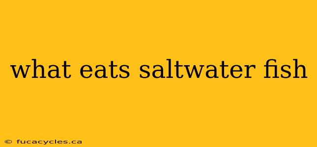 what eats saltwater fish