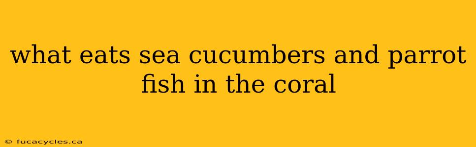 what eats sea cucumbers and parrot fish in the coral