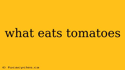 what eats tomatoes