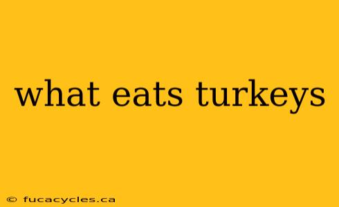 what eats turkeys