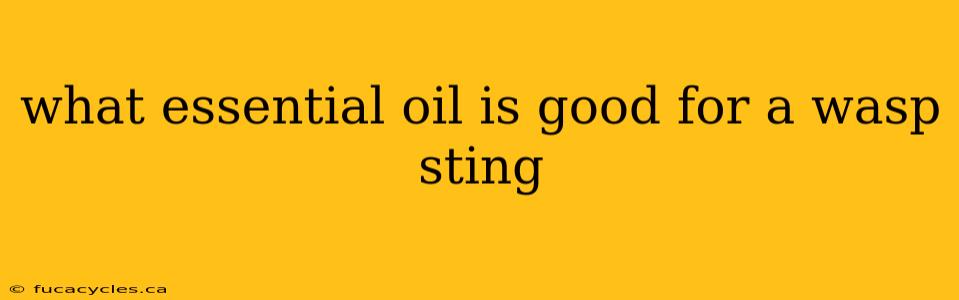 what essential oil is good for a wasp sting